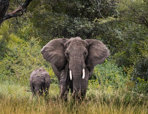 <span class="caption">Large herbivores like elephants used to roam wide swathes of Europe and Asia.</span> <span class="attribution"><span class="source">Heather Wall</span>, <span class="license">Author provided</span></span>