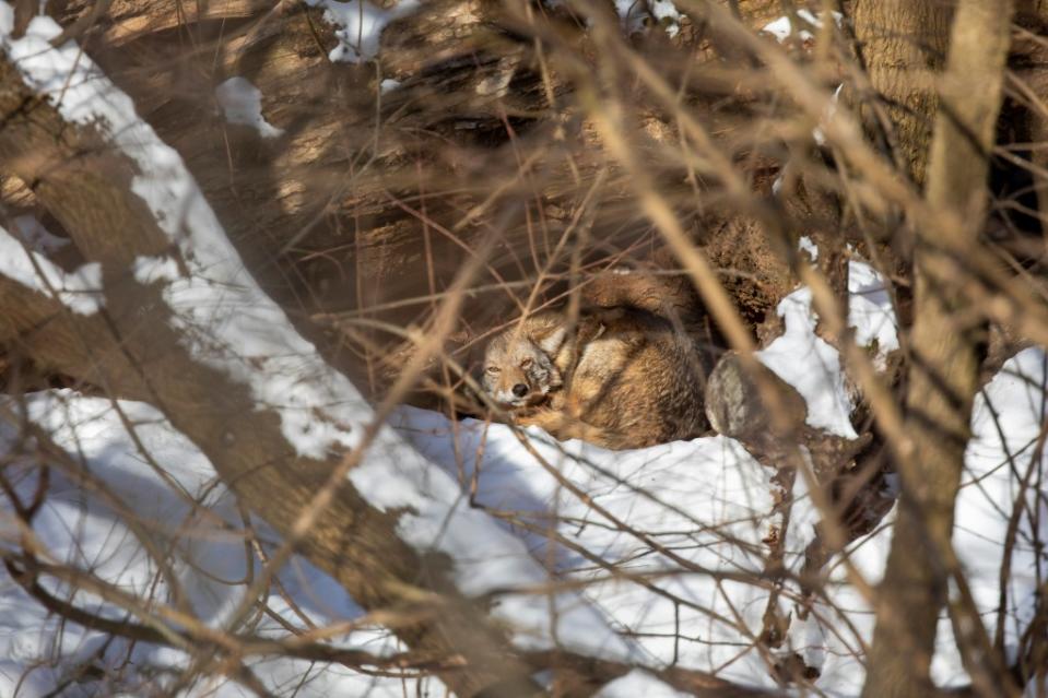 A Central Park coyote has found a place to sleep near the Boathouse. Ben Shyman