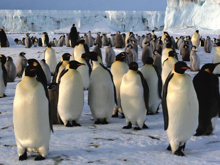World’s second largest emperor penguin colony ‘disappeared overnight’ with thousands of chicks wiped out