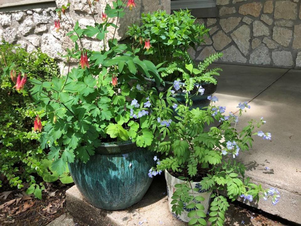 Three containers grow native plants, including columbine (left). Many plants native to the Kansas City area can thrive in container gardens on balconies, porches and roofs.