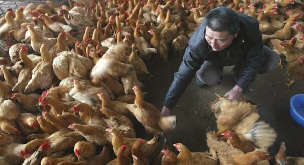 CHINA BIRD FLU