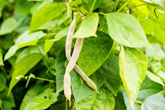 <p>rootstocks / Getty Images</p>