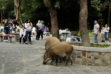 People look at wild boars foraging near barbecue pits at the Aberdeen Country Park in Hong Kong, China January 27, 2019. REUTERS/Jayson Albano