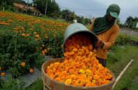 <p>Ein Landwirt auf Bali erntet die leuchtend orangefarbenen Gemitir-Blumen. Die Blüten sind bei Balis Bewohnern als Tempel-Beigaben besonders beliebt. (Bild: Dasril Roszandi/Getty Images) </p>