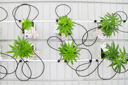 Small marijuana plants grow in a lab at the new Commercial Cannabis Production Program at Niagara College in Niagara-on-the-Lake, Ontario, Canada, October 9, 2018. REUTERS/Carlos Osorio