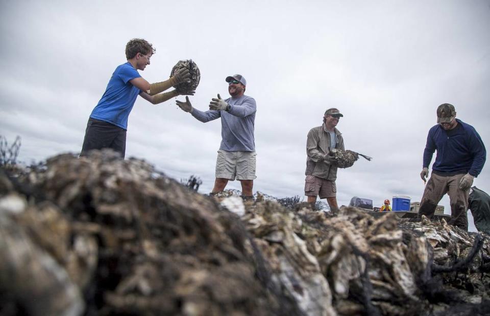 Volunteers (L-R) Jake Birchmeier, Chris Hawley, Matt Burroughs and Webster Hall, use mesh bags of recycled shells to build an oyster reef to provide habitat for future generations of oysters in Murrells Inlet. Part of the SCDNR’s South Carolina Oyster Restoration Project (SCORE) Coastal Conservation Association volunteers placed almost 350 bags of oysters shells, and planted additional spartina grass in an effort to improve the marsh habitat on Thursday afternoon. June 8, 2017.