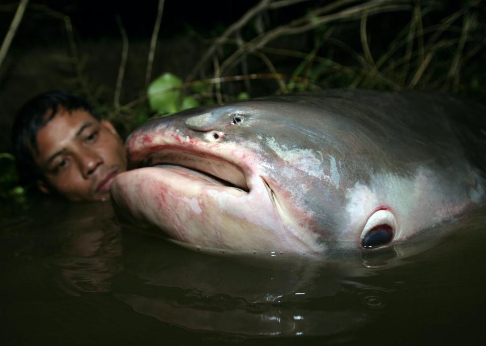 The Mekong’s giant catfish can grow to lengths and weights much larger than those of the humans catching them. Zeb Hogan