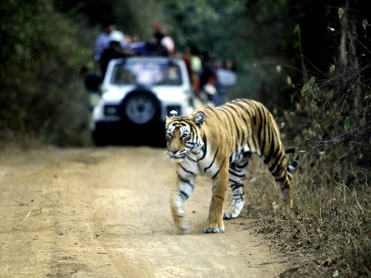 File. A tiger crossing a road in the Ranthambore National Park in India’s northwestern Rajasthan  (AFP via Getty Images)