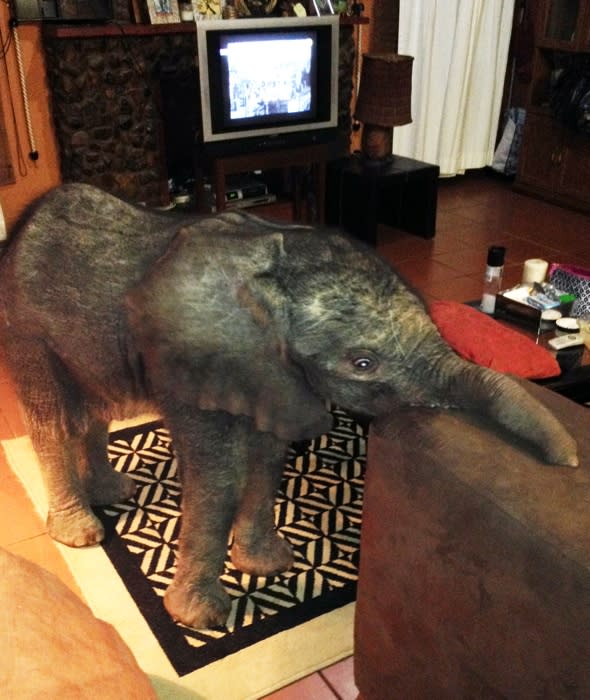 baby-elephant-wanders-into-living-room-lost-south-africa