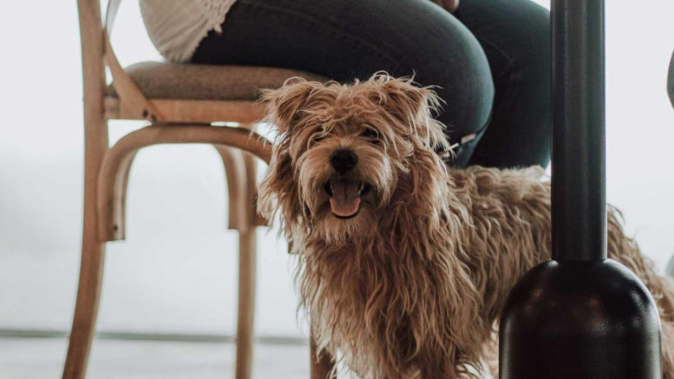 A dog under the table by its owner, in Gara Rock hotel