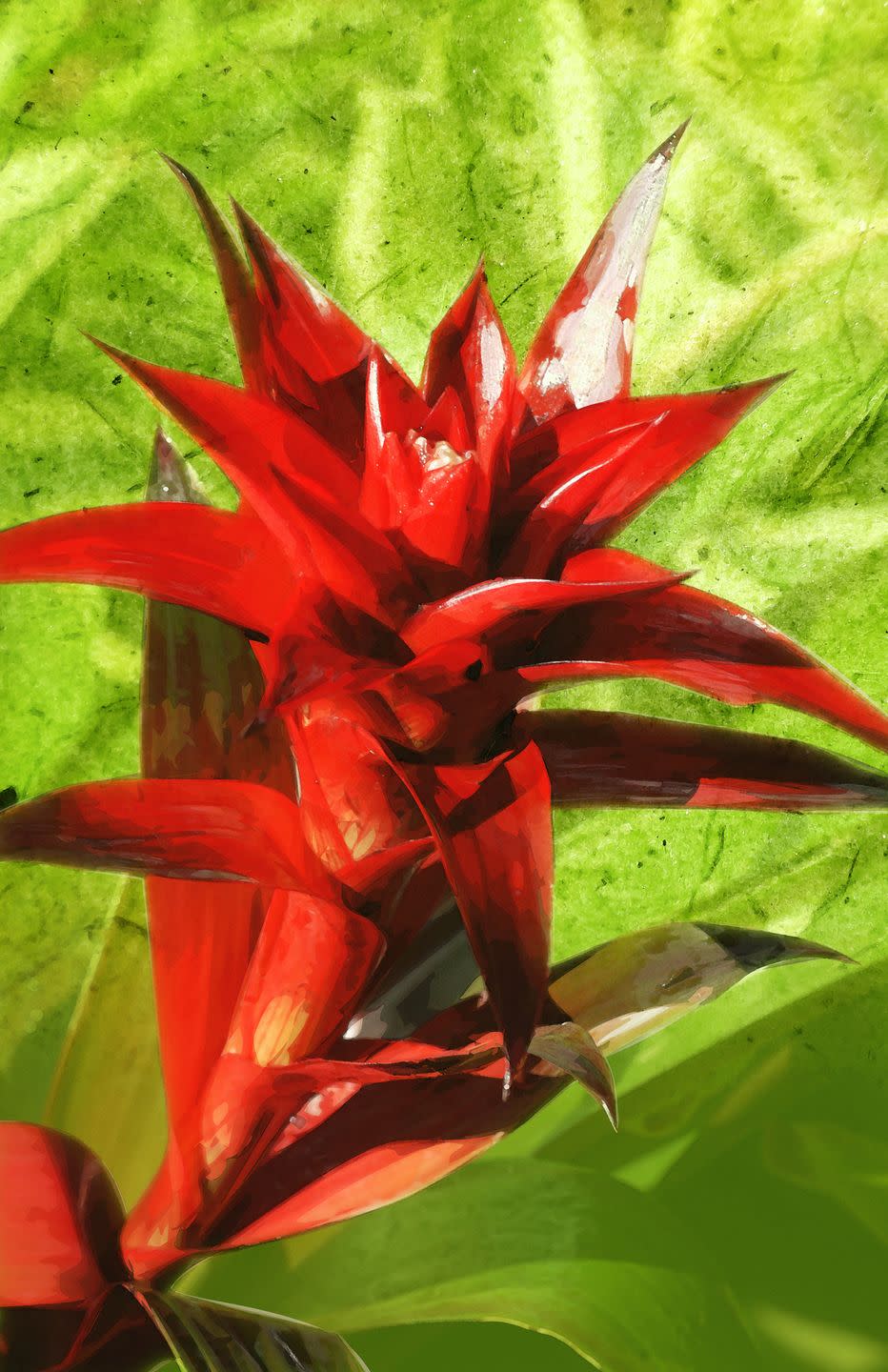 close up of a red flower