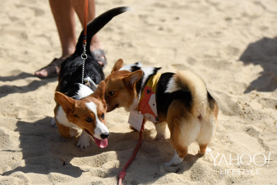 Corgi Gathering at Tanjong Beach