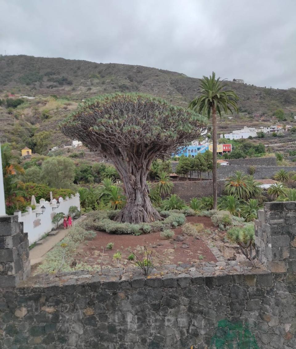 Este es el famoso Drago milenario de Icod de los Vinos, Tenerife, considerado el árbol más antiguo de su especie, entre 800 y 1000 años de antigüedad.