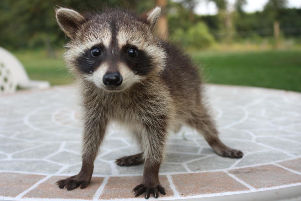 Waschbären verirren sich gerade in den USA schon mal an oder sogar in Wohnhäuser - aber muss einem das gleich peinlich sein? (Symbolbild: Getty Images)