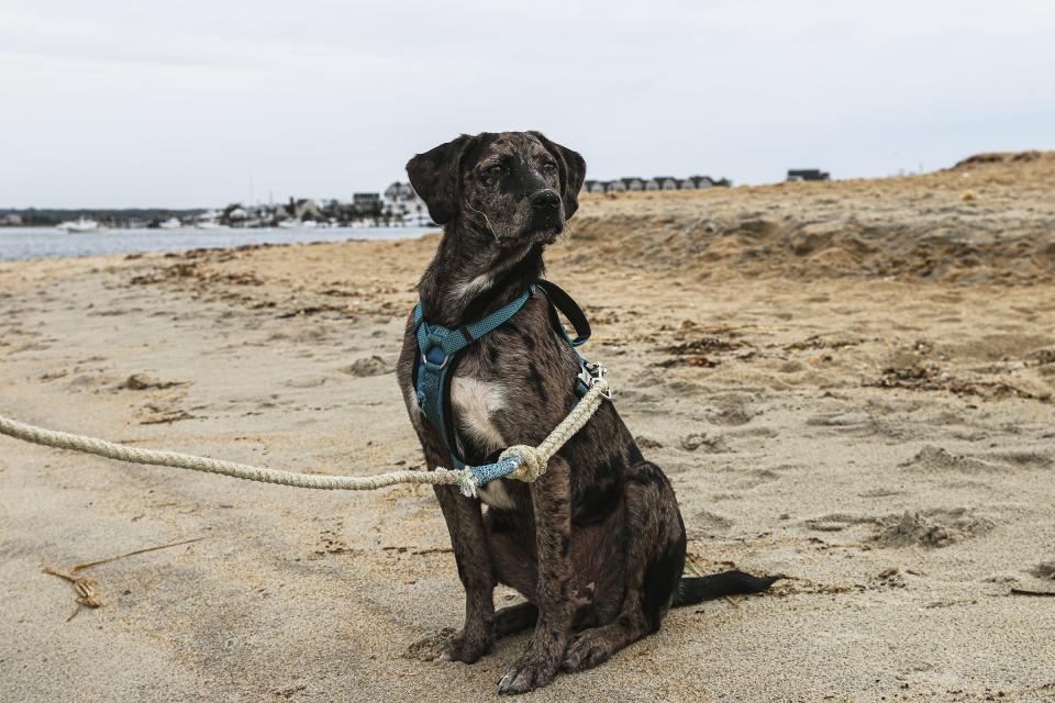 Seacoast Science Center creates map of dog-friendly beaches to promote wildlife conservation. The map is a free resource to show dog owners where dogs are welcome and where their presence is restricted.