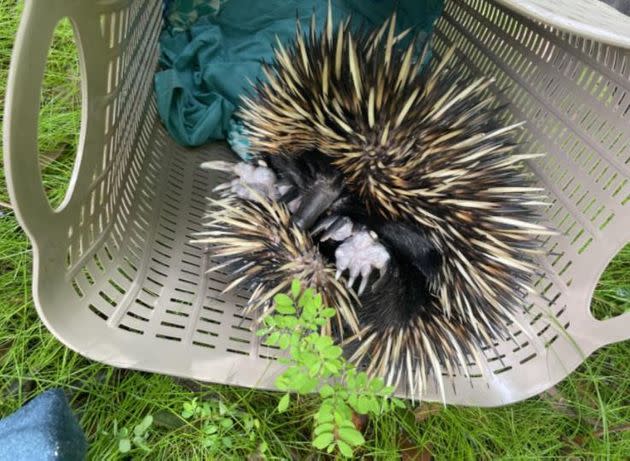 An evacuating family found an echidna up a power pole trying to escape floodwaters. They were able to save it. (Photo: Kelly West via WIRES)