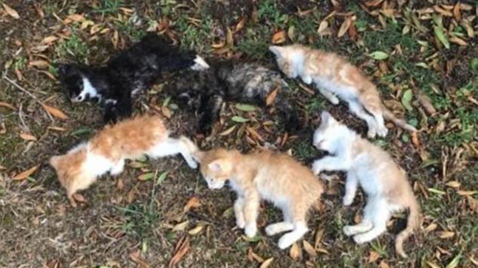 The kittens were discovered by a member of the public. Source: Animal Welfare League