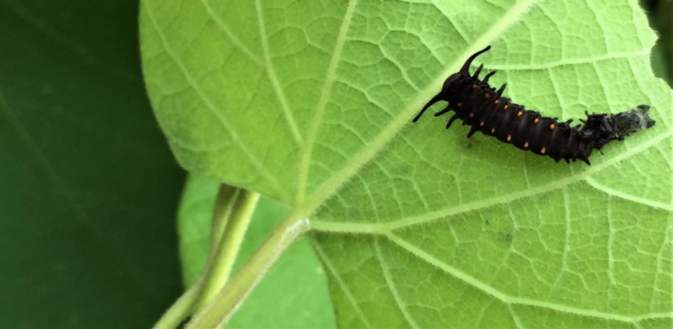 In the butterfly garden, pipevine is the sole food for the pipevine swallowtail caterpillars.