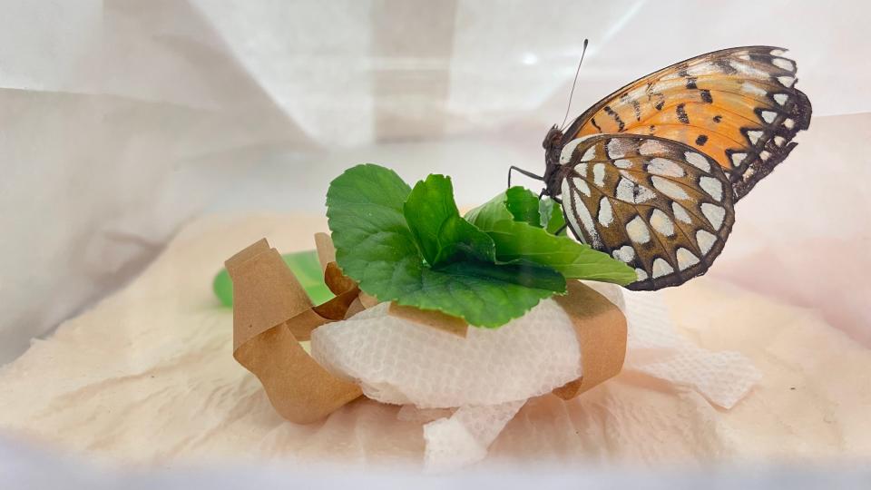 Regal fritillary butterflies being raised in captivity by Missouri State University and the state Department of Conservation lay their eggs in a small pile of paper strips and violet leaves.