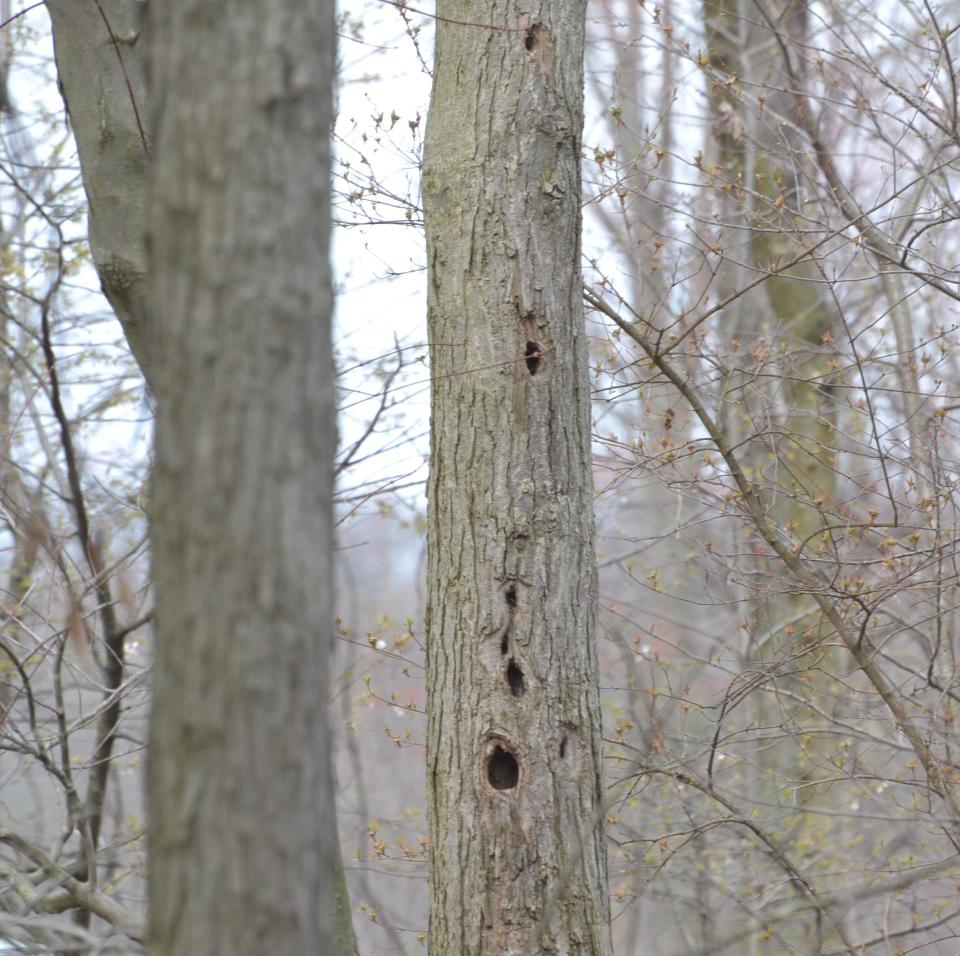 It's not uncommon to hear a woodpecker tapping away when you take a walk in the woods. Holes in this tree were likely the result of a woodpecker feeding on insects.