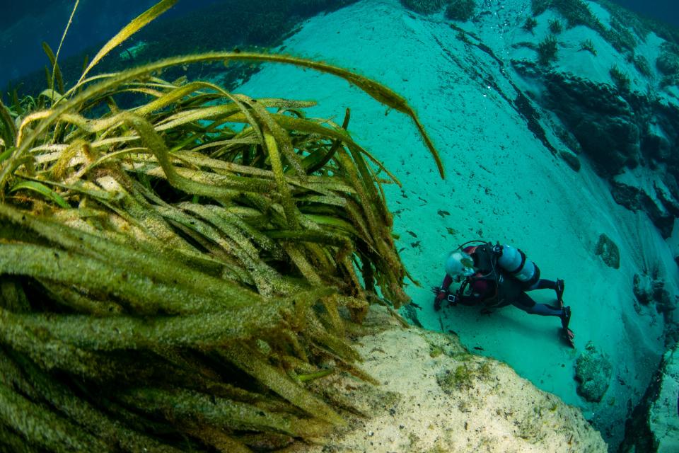 A diver swims in the main spring at Alexander Springs recreation area in Altoona, near eel grass covered with algae.