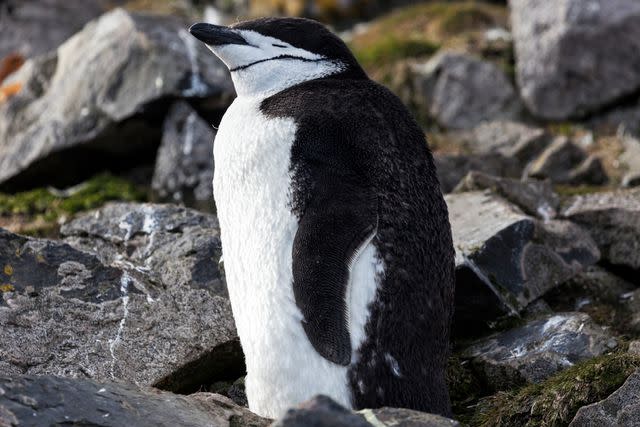 These nesting penguins nod off 10,000 times a day, for seconds at a time