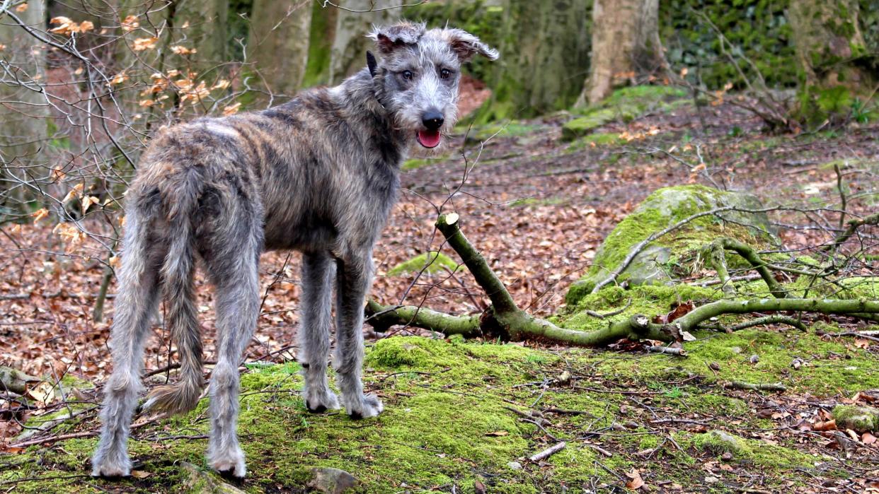  Lurcher dog standing in woodland. 