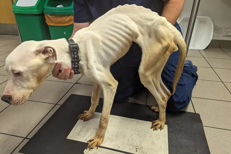 Nala was severely emaciated when she was brought into the care of the RSPCA