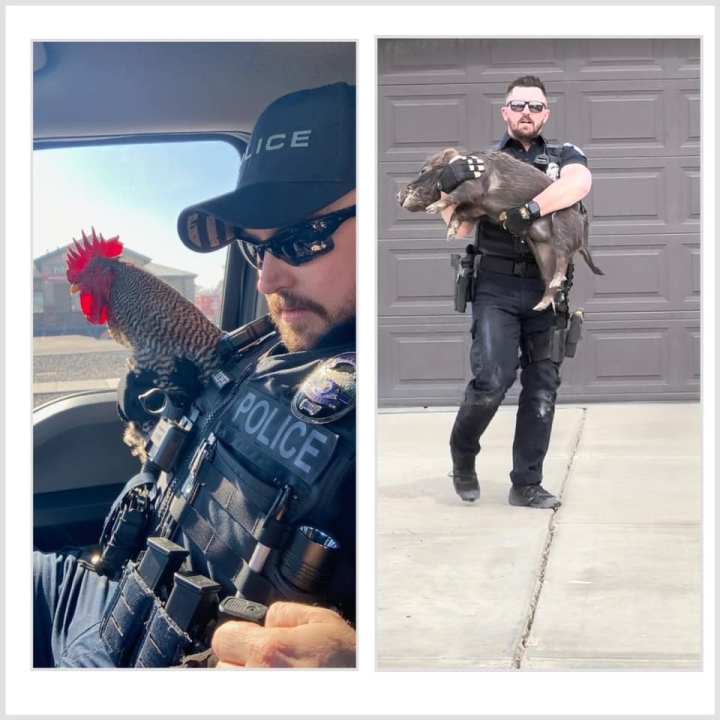 “He has a way with the animals…,” Grantsville City Police Department wrote in a Facebook comment. (Courtesy Grantsville City Police Department)