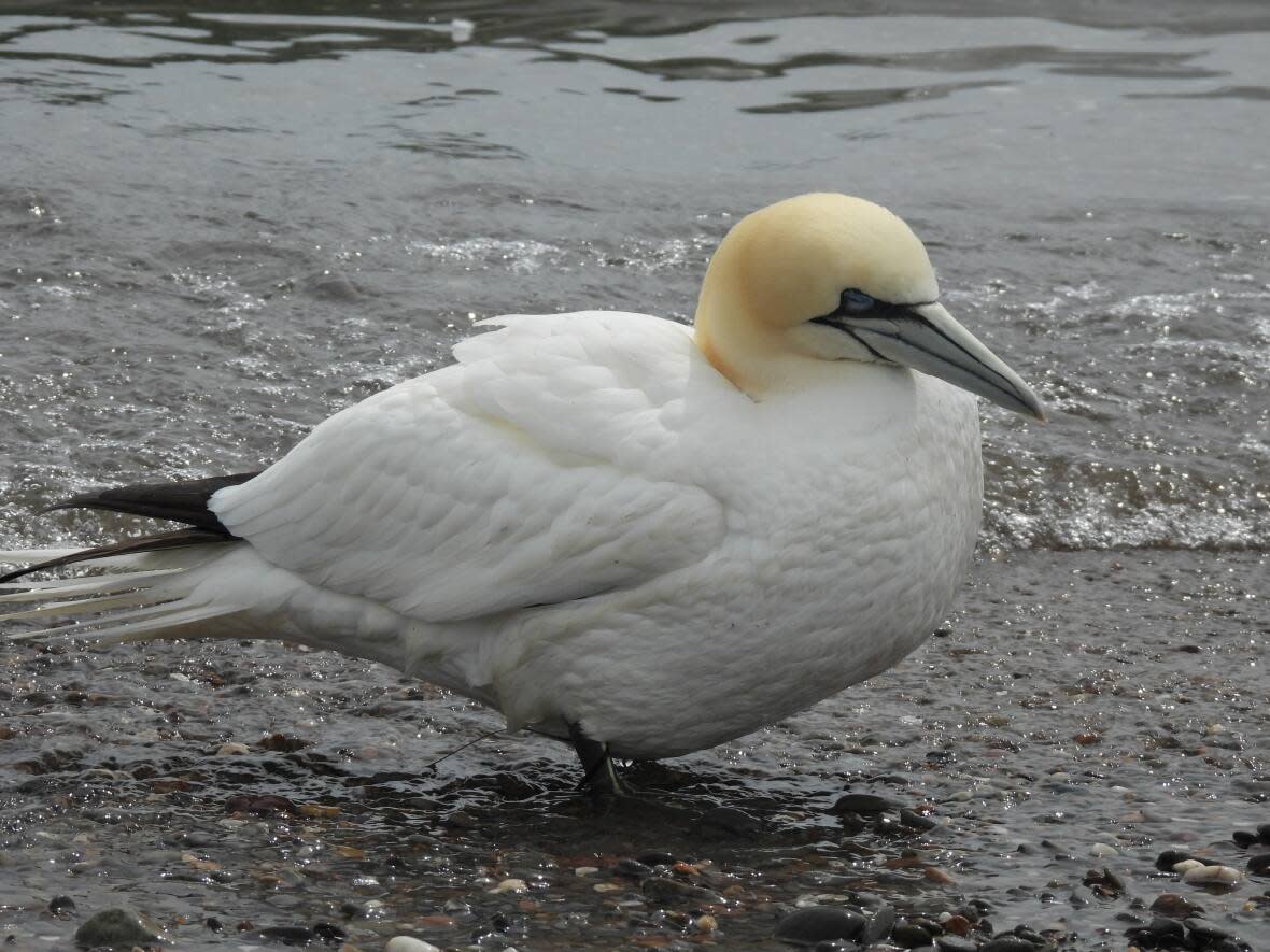 At least 18 wild birds have been found dead on the Acadian Peninsula in the past several days. The Northern gannets were found near Tracadie. Their bodies are now being tested for avian flu. (Submitted by Lewnanny Richardson - image credit)