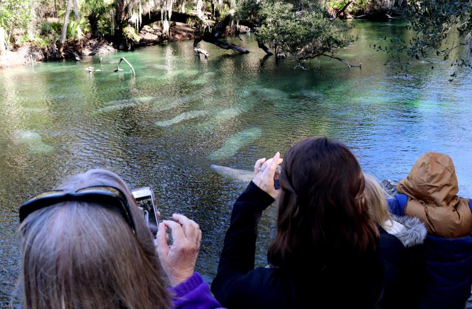 Visitors watch as manatees swim in the spring run at Blue Spring State Park during a recent edition of the manatee festival. A shuttle takes festival attendees there and back for free, providing a chance to see manatees seeking the spring’s warmer waters in winter.