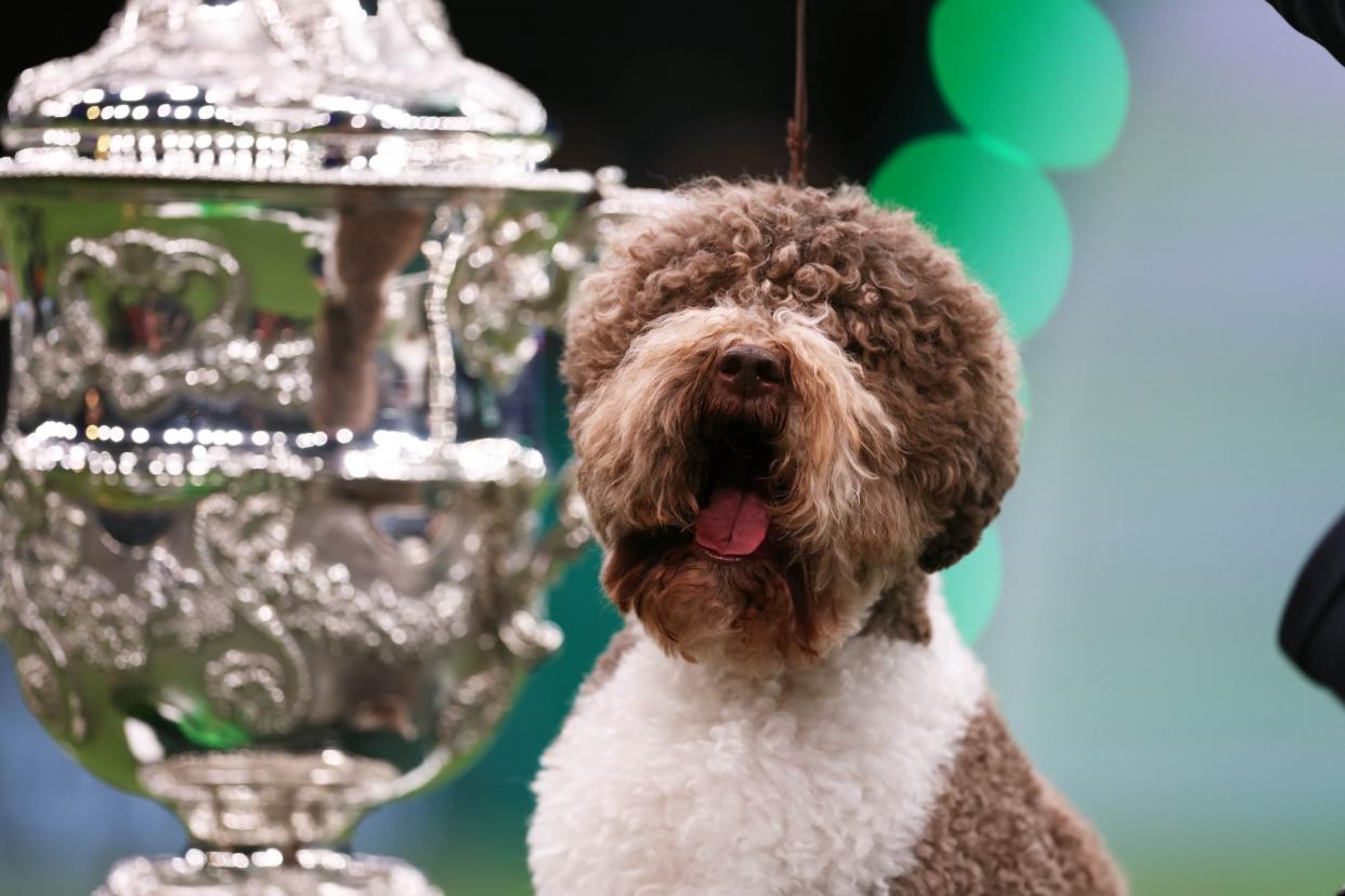 Brown and white Lagotto Romagnolo dog sits in front of the Crufts Best in Show trophy