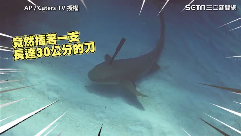 小鯊魚頭上插了30公分長刀。（AP／Caters TV 授權）