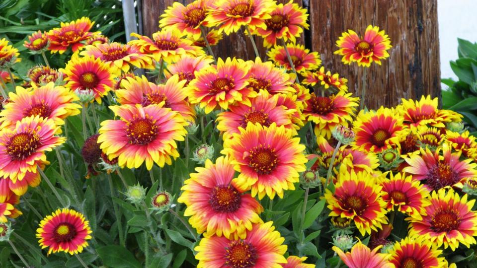 gaillardia aristata blanket flower