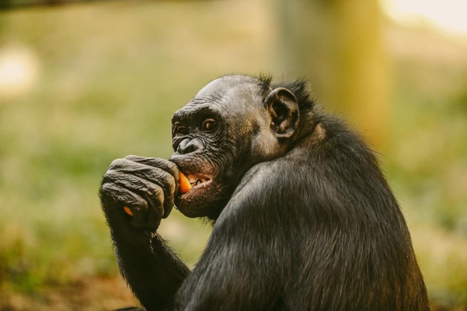 A bonobo eats an orange in their exhibit at the Memphis Zoo on Tuesday, Oct. 10, 2023 at the Memphis Zoo in Memphis, Tenn.