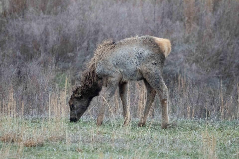 Elk are seen at Jenny Wiley State Park on Wednesday, Jan. 31, 2024 in Prestonsburg.