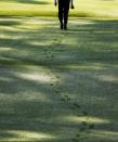 D.A. Points walks through wet grass after teeing off on the seventh hole during the second round of the Masters golf tournament Friday, April 11, 2014, in Augusta, Ga. (AP Photo/Charlie Riedel)