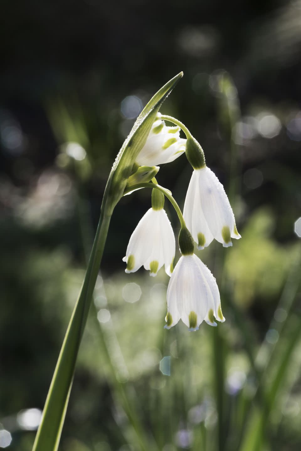 Snowdrops