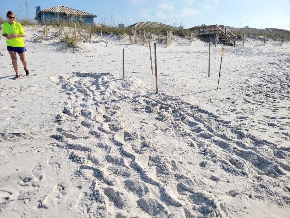 Escambia County staff and volunteers dedicated thousands of hours to protecting sea turtles during the 2023 sea turtle nesting season.