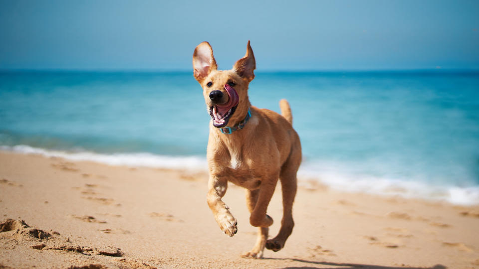 happy dog at the beach