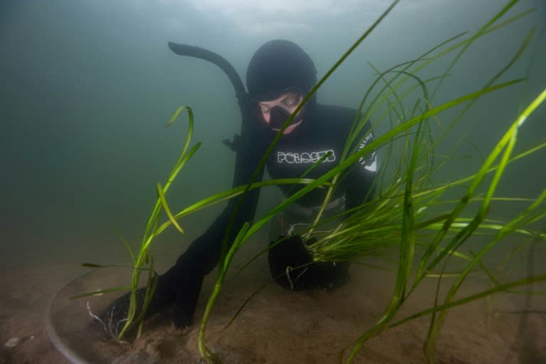 Eelgrass is being planted on the seabed of a Danish fjord to help restore its ecosystem (Helene-Julie Zofia PAAMAND)