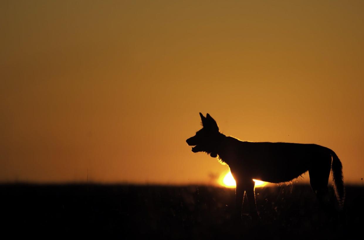 <span class="caption">Wild dogs are usually with their pack mates.</span> <span class="attribution"><span class="source">Scott Creel</span>, <a class="link " href="http://creativecommons.org/licenses/by-nd/4.0/" rel="nofollow noopener" target="_blank" data-ylk="slk:CC BY-ND;elm:context_link;itc:0;sec:content-canvas">CC BY-ND</a></span>