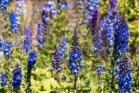 <p>With their height and vibrant color, larkspurs are an attractive flower, but can be dangerous for gardens due to the fact that they are poisonous. As July's birth flower, they <a href="https://www.almanac.com/content/july-birth-flowers" rel="nofollow noopener" target="_blank" data-ylk="slk:symbolize positivity and dedication;elm:context_link;itc:0" class="link ">symbolize positivity and dedication</a>. </p><p><a href="https://www.petalrepublic.com/water-lily-flower-meaning/" rel="nofollow noopener" target="_blank" data-ylk="slk:Water lilies are named after the Greek myth of nymphs;elm:context_link;itc:0" class="link ">Water lilies are named after the Greek myth of nymphs</a>, and are associated with peace, balance, and unity. For Buddhists, they represent rising into the spiritual world.</p>