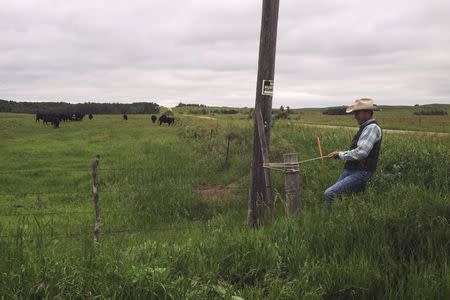 Ryan Taylor, the Democratic candidate for North Dakota agriculture commissioner, closes a cattle fence with a rope tie on his 2,900-acre ranch in Towner, North Dakota, June 24, 2014. REUTERS/Ernest Scheyder