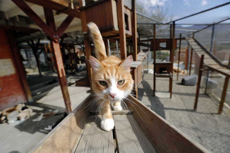 In this Aug. 29, 2013 photo, a cat walks on a, well, catwalk at Leo Grillo's DELTA (Dedication & Everlasting Love to Animals) Rescue complex in Acton, Calif. Nearly 35 years ago, Grillo thought he could get people to stop dumping dogs and cats in the forests and deserts of Southern California. After more than three decades, there is no end to the number of animals he finds discarded on the side of the road. Delta Rescue is now the largest no-kill, care-for-life sanctuary in the nation for abandoned pets, home to some 1,500 dogs, cats and horses with 50 employees, a state-of-the-art hospital with full-time veterinarian, and his own fire department. (AP Photo/Reed Saxon)