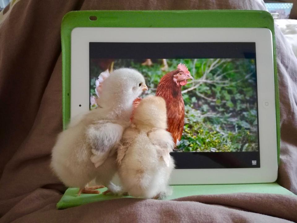 Baby chickens watching a video of a chicken on a tablet