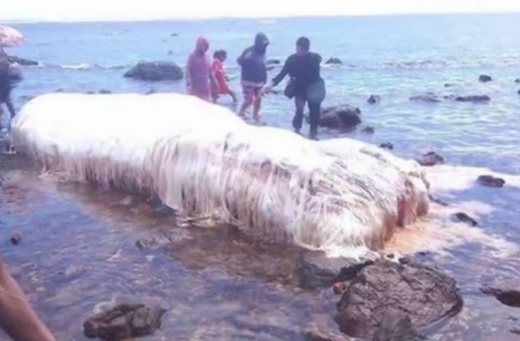 A mysterious white 'blob' is the latest sea creature to wash up after the Philippines earthquake