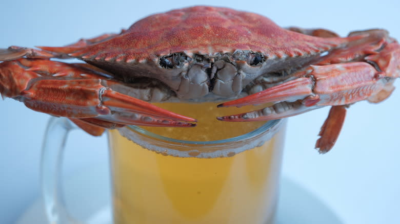 crab perched on beer mug
