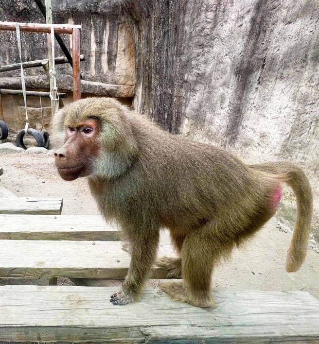 高雄市長陳其邁今（25）日晚間在臉書笑說，壽山動物園的狒狒們，第一時間清點過都沒有脫逃，還露出一副輕鬆耍「狒」的自在樣貌。（柯宗緯翻攝）