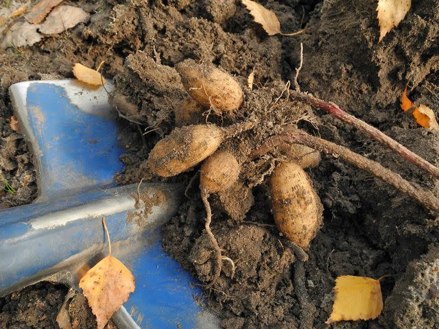 <p>Yana Boiko / Getty Images</p> Digging up dahlia tubers